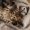 Cute little kitten on bed. Caring for pets, pet from the shelter for animals.