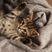 Cute little kitten on bed. Caring for pets, pet from the shelter for animals.