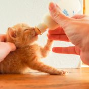 Four-week-old orange tabby kitten bottle feeding
